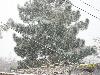 Snowfall 24th January 2012, Second go in last 3 days Snowfall 24th January 2012, Second go in last 3 days